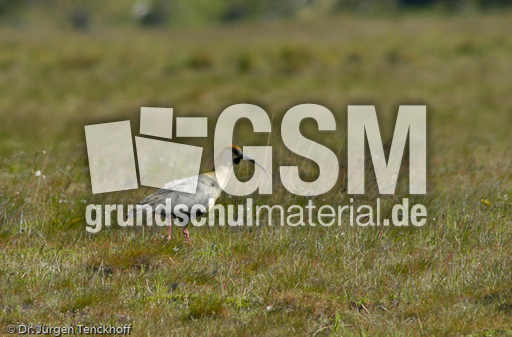 Schwarzzügelibis (3 von 15).jpg